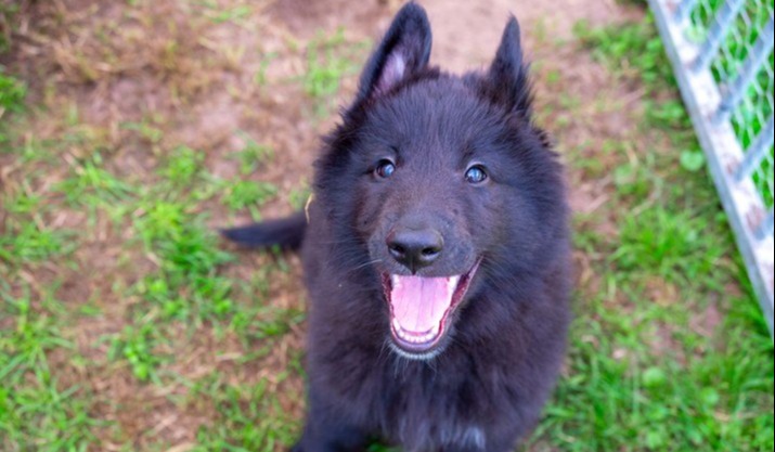 Het gebit van de hond: alles wat je moet weten